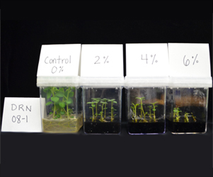 Experiment - adding biochar to media to enhance plantlet performance.