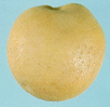 Altantic Round White Potato
