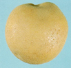 Megachip