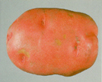 Red LaSoda