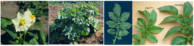 Russet Norkotah - TX296