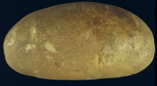 Russet Norkotah - TX296
