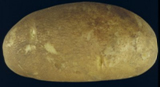 Russet Norkotah Selection 8