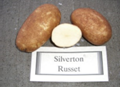 Silverton